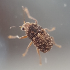Choraginae
