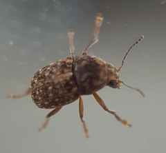 Choraginae