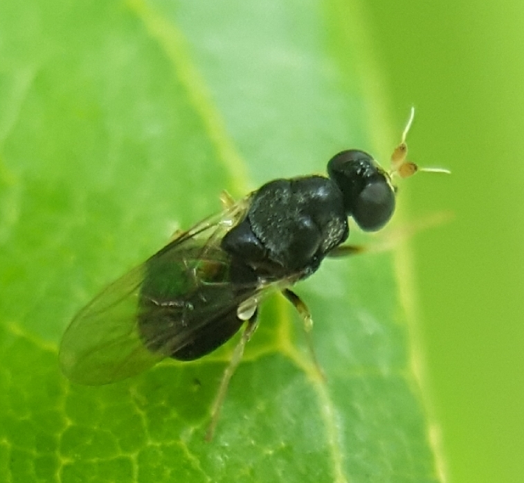 Otionigera