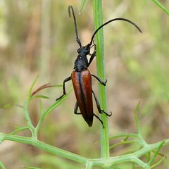 Stenurella melanura
