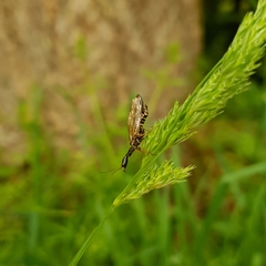 Raphidiinae