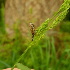 Raphidiinae