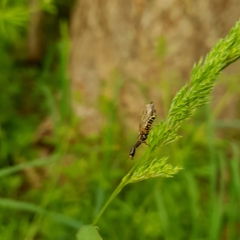 Raphidiinae