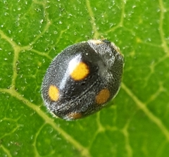 Platynaspis capicola