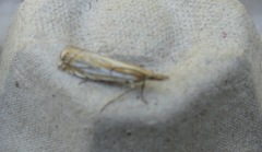 Crambus