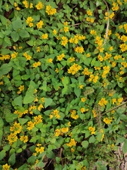 Lysimachia congestiflora