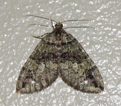 Hydriomena albifasciata
