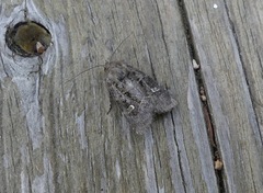 Lacinipolia renigera