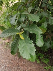 Quercus fabri