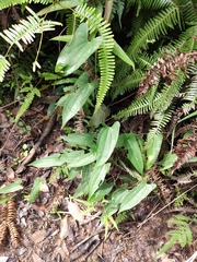 Dioscorea japonica
