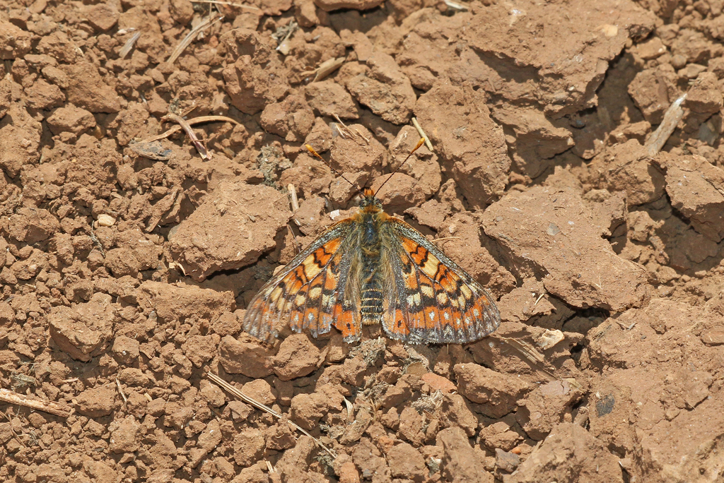 Spanish Fritillary