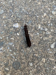 Lepidoptera