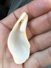 Fasciolaria tulipa image