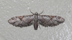 Eupithecia nevadata