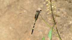 Orthetrum serapia
