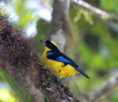 Anisognathus somptuosus