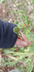 Papaver dubium dubium