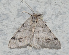 Macaria extemporata