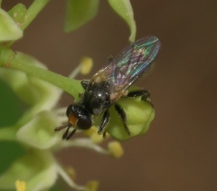 Thecophora propinqua
