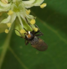 Thecophora propinqua