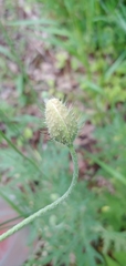 Papaver dubium dubium