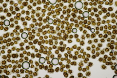 Urocystis alopecuri