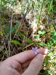 Geranium columbinum