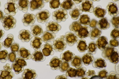 Urocystis alopecuri