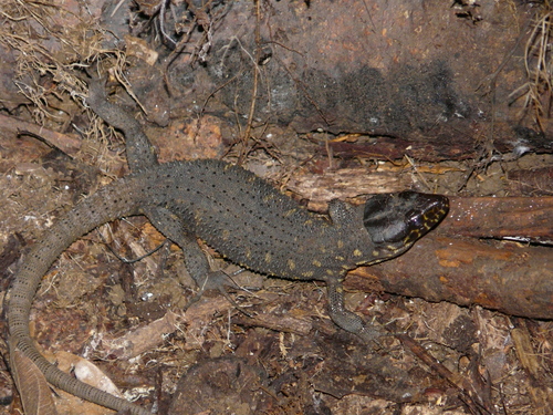Lepidophyma flavimaculatum