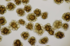 Urocystis alopecuri