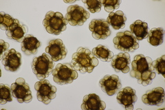 Urocystis alopecuri