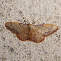 Idaea ostrinaria