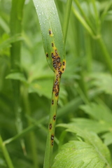 Mastigosporium album