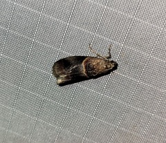 Acrobasis demotella