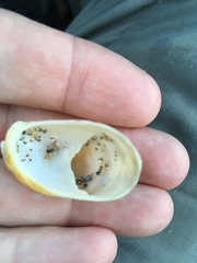 Crepidula fornicata image