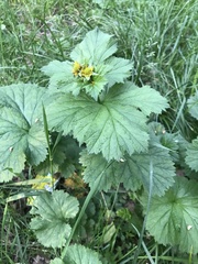 Geum macrophyllum