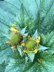 Geum macrophyllum