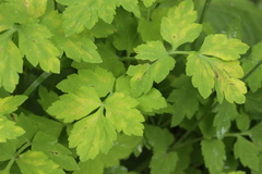 Peronospora meconopsidis