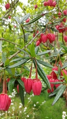 Crinodendron hookerianum