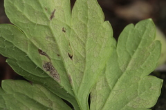 Peronospora meconopsidis