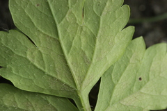 Peronospora meconopsidis
