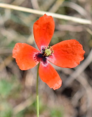 Papaver laevigatum