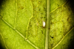 Peronospora meconopsidis