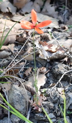 Papaver tichomirovii