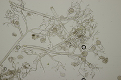 Peronospora meconopsidis