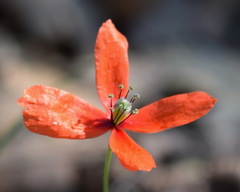 Papaver tichomirovii