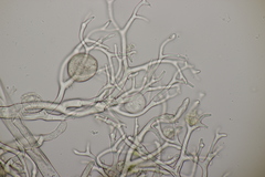 Peronospora meconopsidis