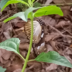 Hypolimnas anthedon anthedon