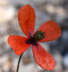 Papaver tichomirovii