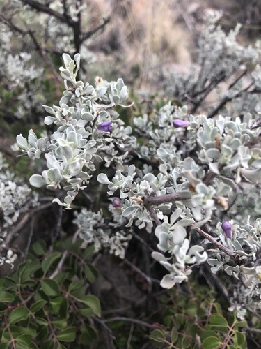 Big Bend Silverleaf